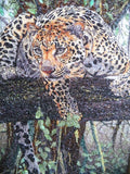 Ceylon Leopard